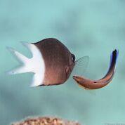 Cleaner Wrasse and Client Fish