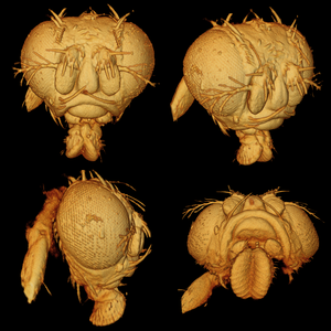 Fruit Fly Head