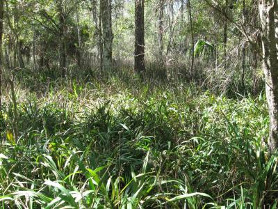New Study Clarifies the Effects of Invasive Species (1 of 5)