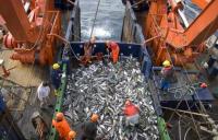 Fish Catch