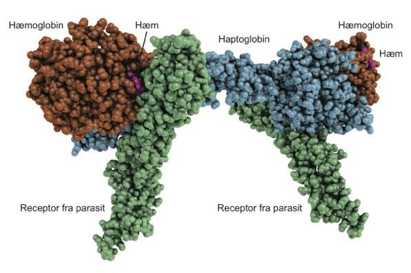Three-Dimensional Structure