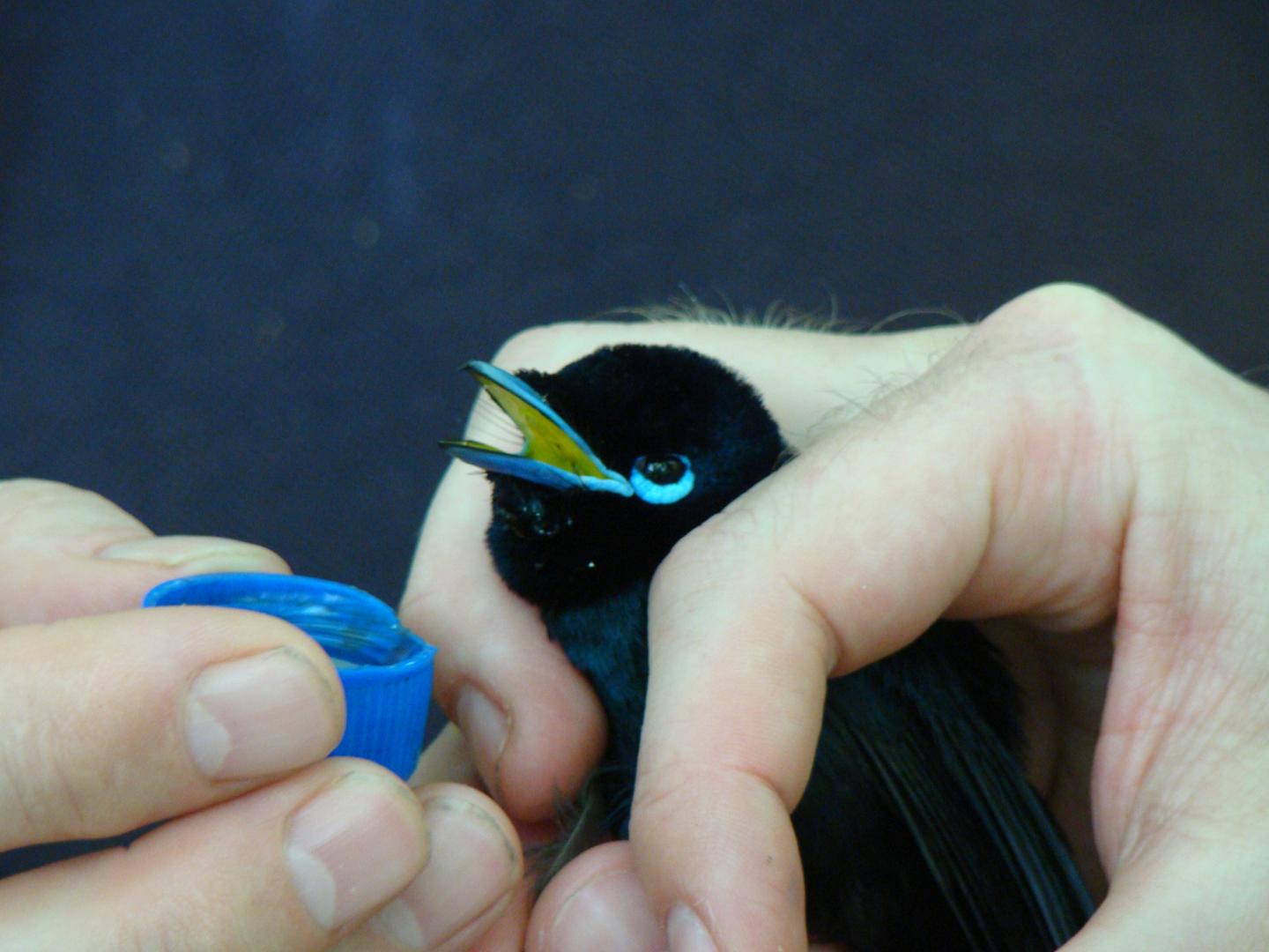 Seychelles Flycatcher