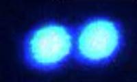 Protein Droplets