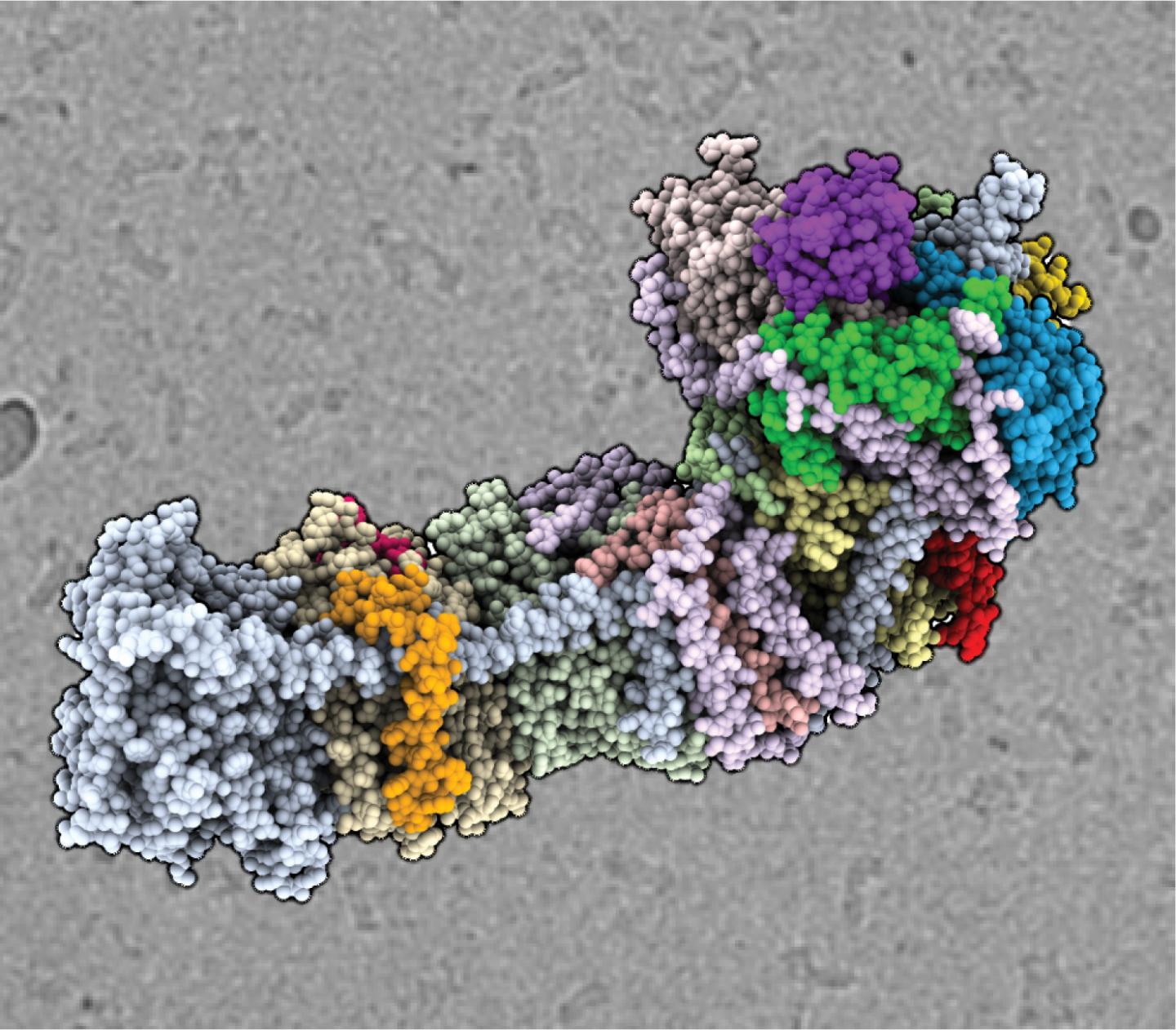 3D Model of the NDH Complex in a Species of Cyanobacteria