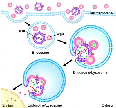 Nanoparticles Smuggle Drugs into Cancer Cells Before Triggering Release