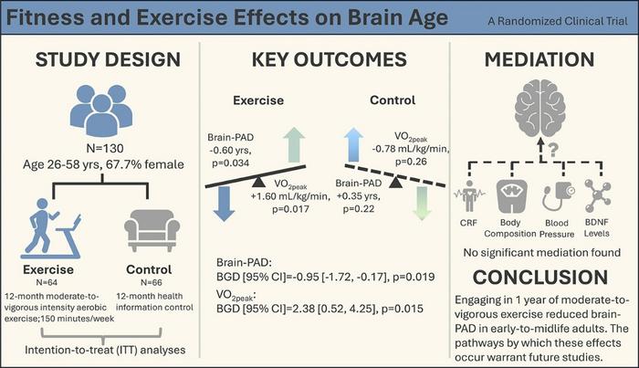 Fitness and Exercise Effects on Brain Age in a Randomized Clinical Trial