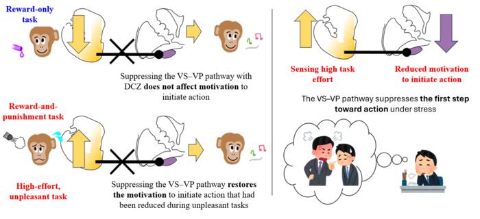 Figure 1. The VS–VP pathway acts like a “brake” that makes it harder to start unpleasant tasks.