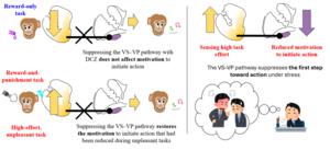 Figure 1. The VS–VP pathway acts like a “brake” that makes it harder to start unpleasant tasks.