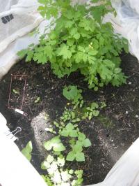 Ant Species Had Large Effects on Plant Communities in Mecosms