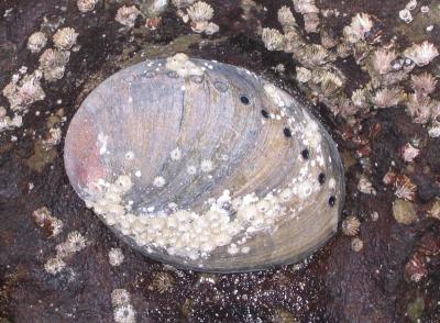 Black Abalone