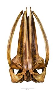 Baleen hormone analyses reveal stress and reproductive life-history of the critically endangered Rice’s whale (Balaenoptera ricei)