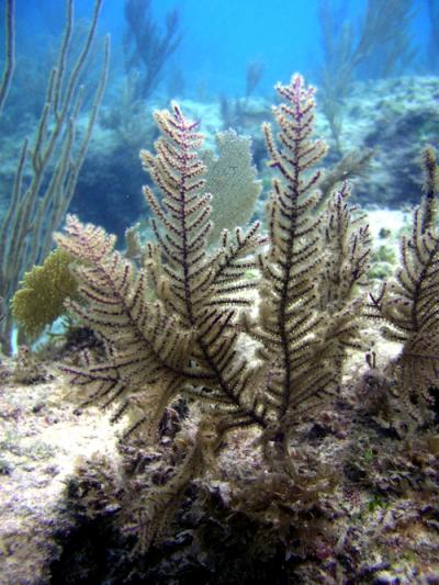 <i>Antillogorgia elisabethae</i> Colony