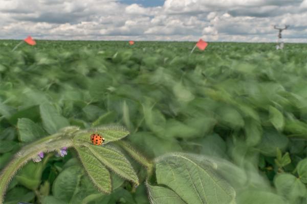 Asian Lady Beetle in a Soybean Field