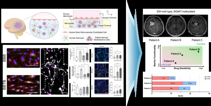 Patient-Specific "Blood–Brain Tumor Barrier Chip" Predicts How Glioblastoma Patients Will Respond to Treatment