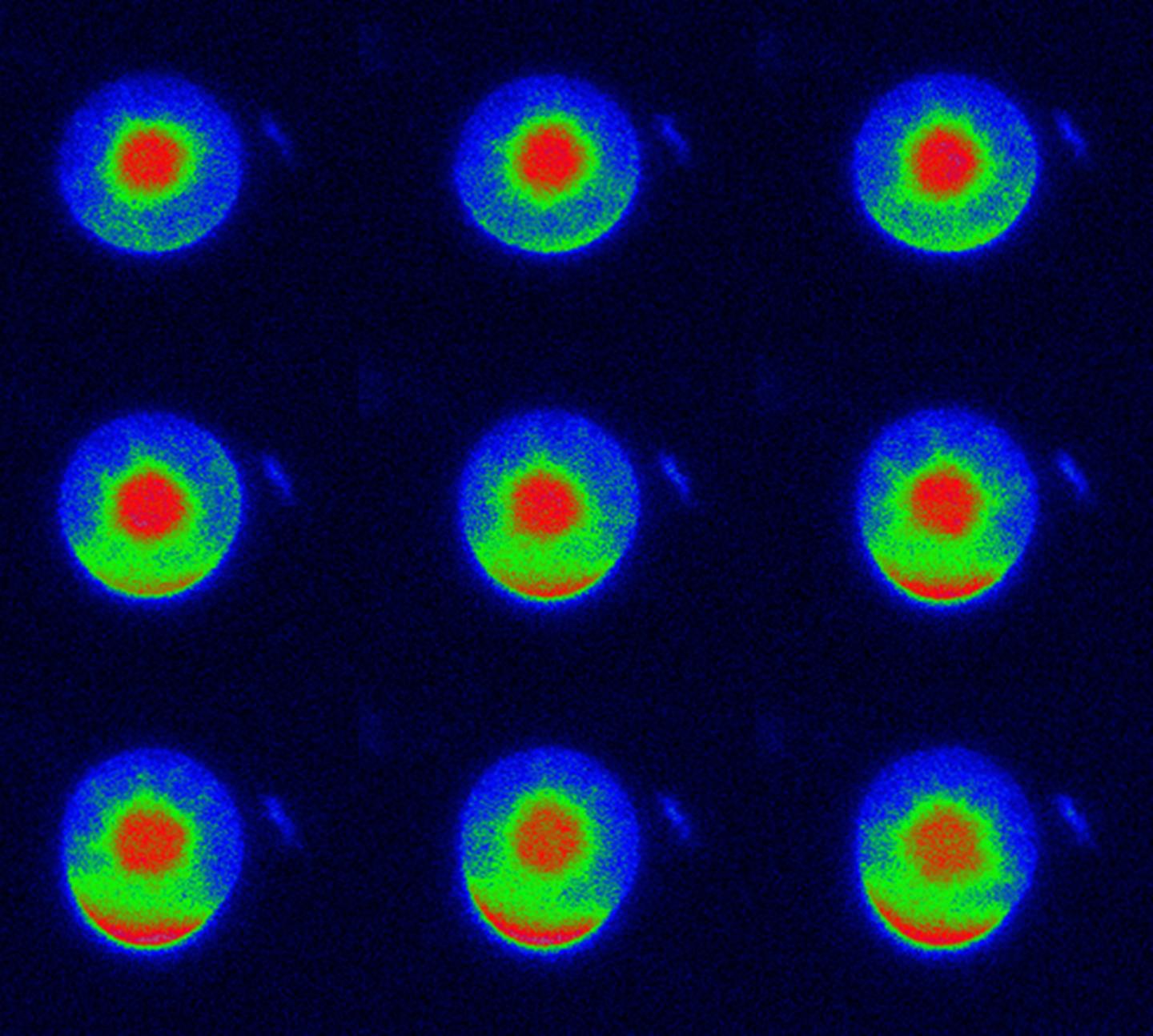 Regenerating Protoplast