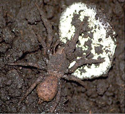 Female <i>Paratropis tuxtlensis</i>