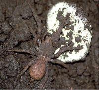 Female <i>Paratropis tuxtlensis</i>