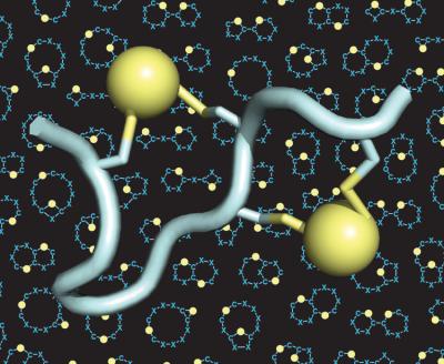 A model of a double-bridged peptide