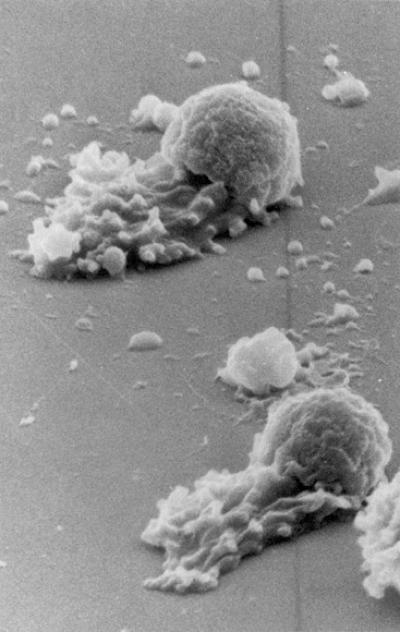 Cell Image