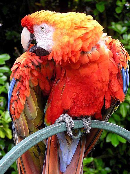 Scarlet Macaw