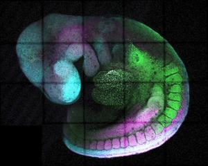 A developing mouse embryo expresses different genes (green, magenta, cyan) from head to tail, to generate different parts of the body