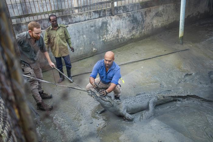 Ru Somaweera tagging saltwater crocodile