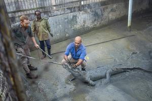 Ru Somaweera tagging saltwater crocodile
