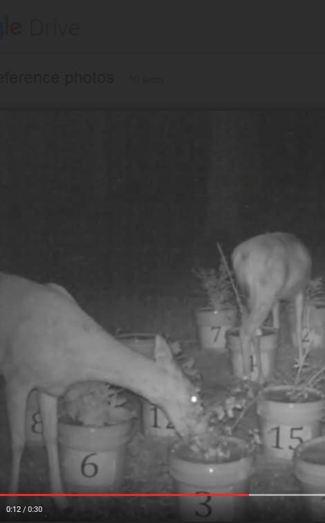 Night Deer