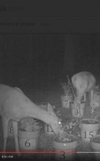 Night Deer