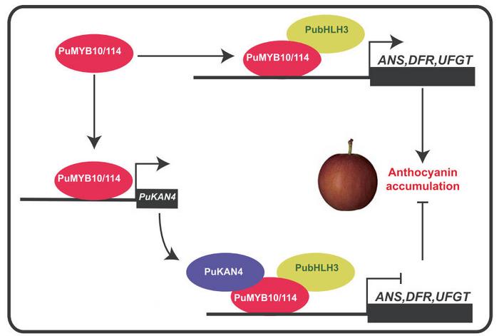 PuKAN4's role in regulating anthocyanin biosynthesis.