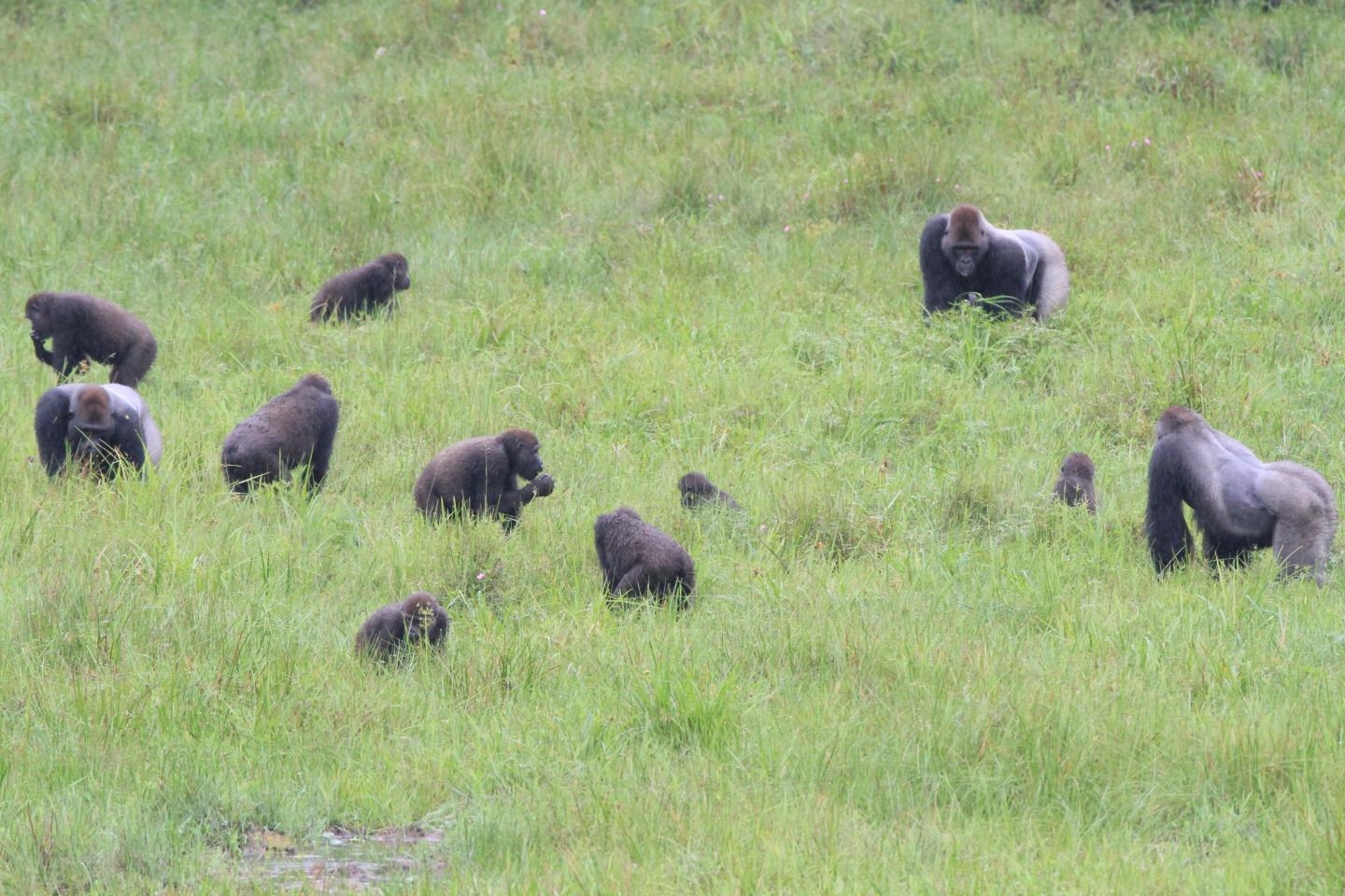 Three Western Gorilla Groups Mingle Peacefully as They Feed