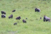 Three Western Gorilla Groups Mingle Peacefully as They Feed