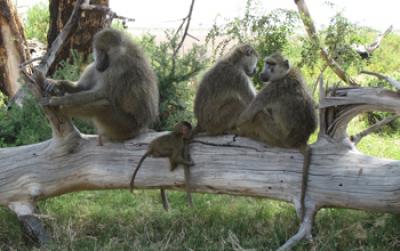 Baboons Resting on a Log near Kenya's Amboseli National Park