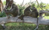 Baboons Resting on a Log near Kenya's Amboseli National Park