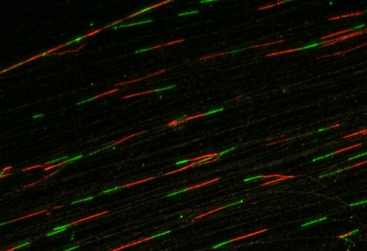 Excessive DNA Replication