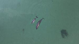 Harbour porpoises in the Little Belt, Denmark.