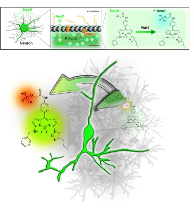 Mechanism of NeuO's neuron-selective staining