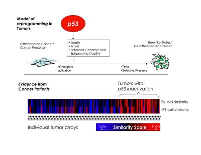 The Stemness of Cancer Cells
