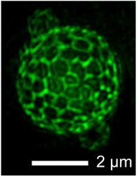 Phase Separation in Membrane of Living Yeast Cell