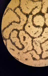 Network-like aggregation patterns formed by casy-1 mutants under starvation conditions