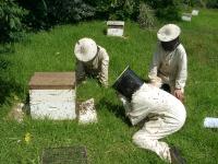 Beekeepers