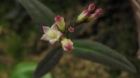 S. genuflexa flowers