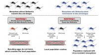 Mosquito Control Strategies