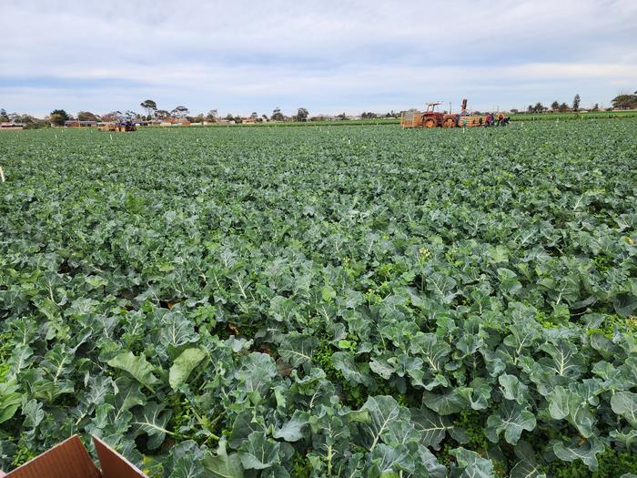 Cauliflower crop