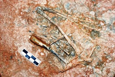 View of the Hand and Foot of <i>Aorun zhaoi</i>