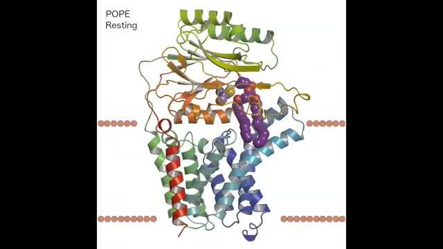 X-ray Crystallography Shows Bacterial Enzyme Structure