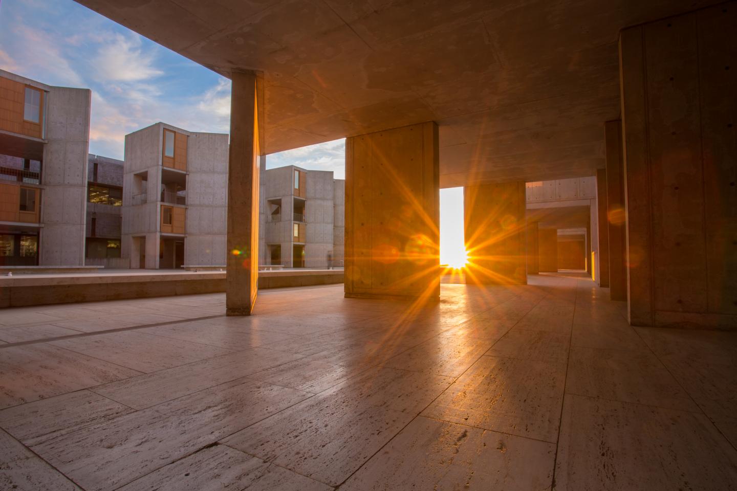 Salk Institute