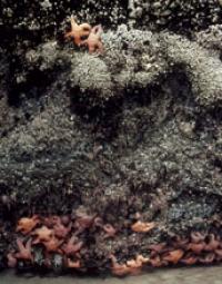 Photo of a Starfish and Other Organisms in the US West Coast Intertidal Zone.
