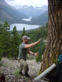 Tree Core