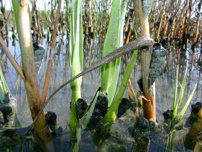 Horn Snails